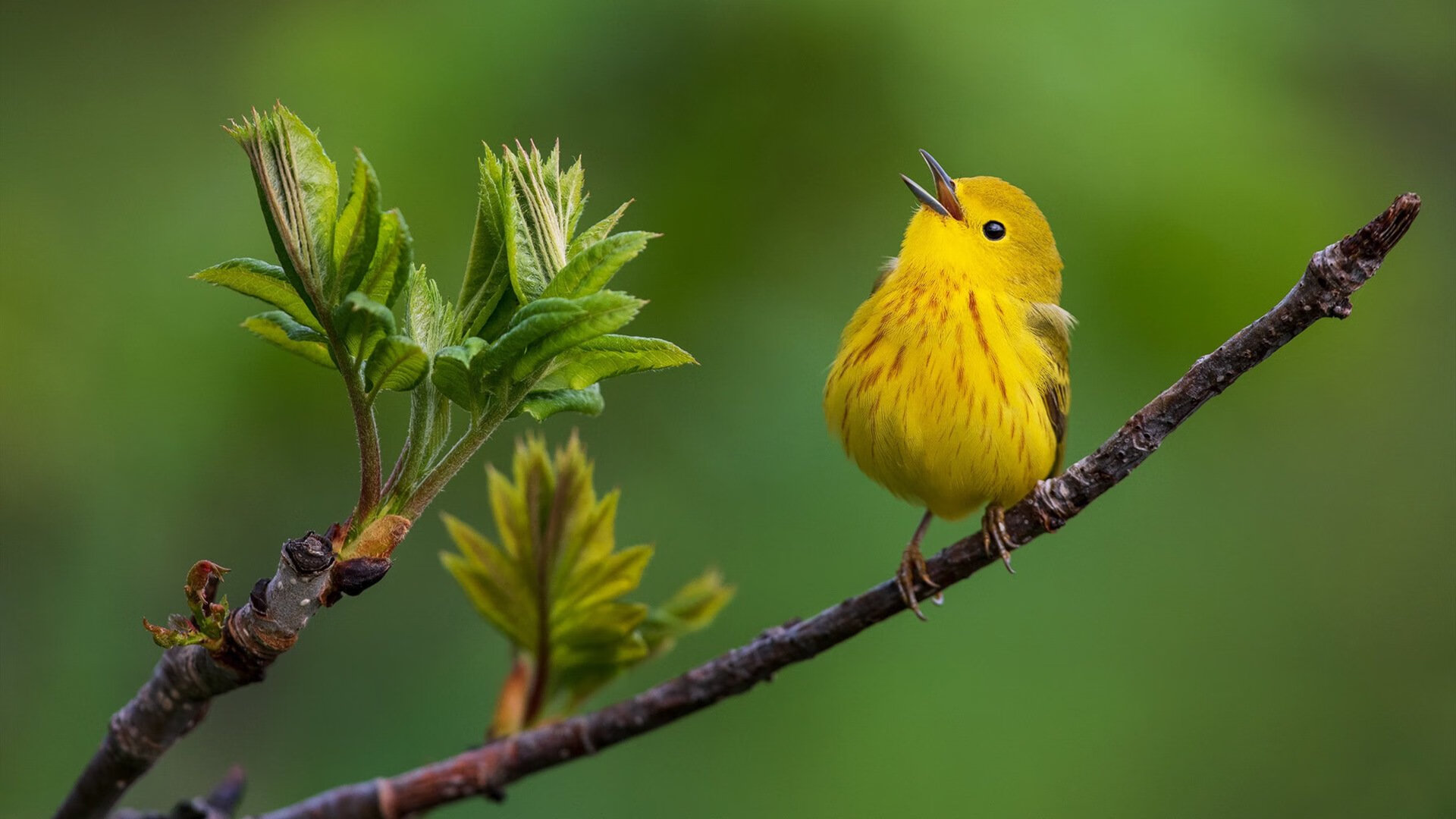年度焦点之战之夜，佩德里让比赛提前失去悬念
